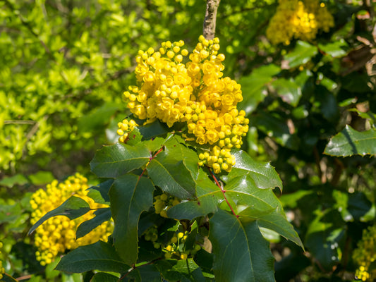 Berberine: The Natural Supplement Gaining Attention for Metabolic Health and Weight Control